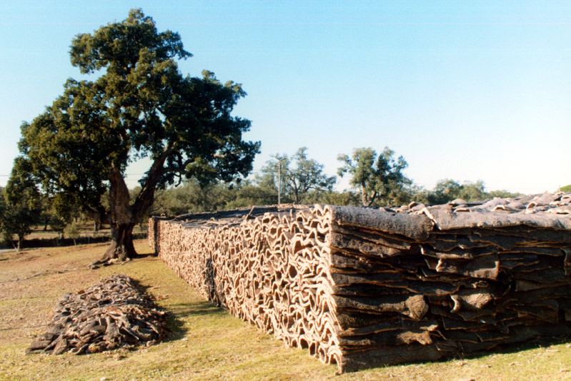 montado-cortic3a7a.jpg